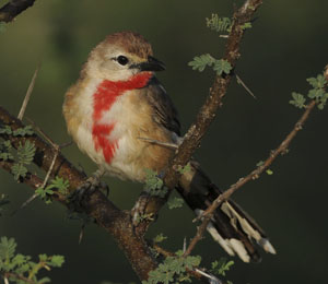 shrike